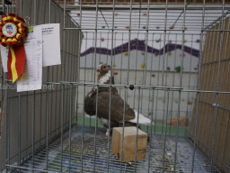 XIV Concurso Exposición de Palomas de Raza en Mula 2024